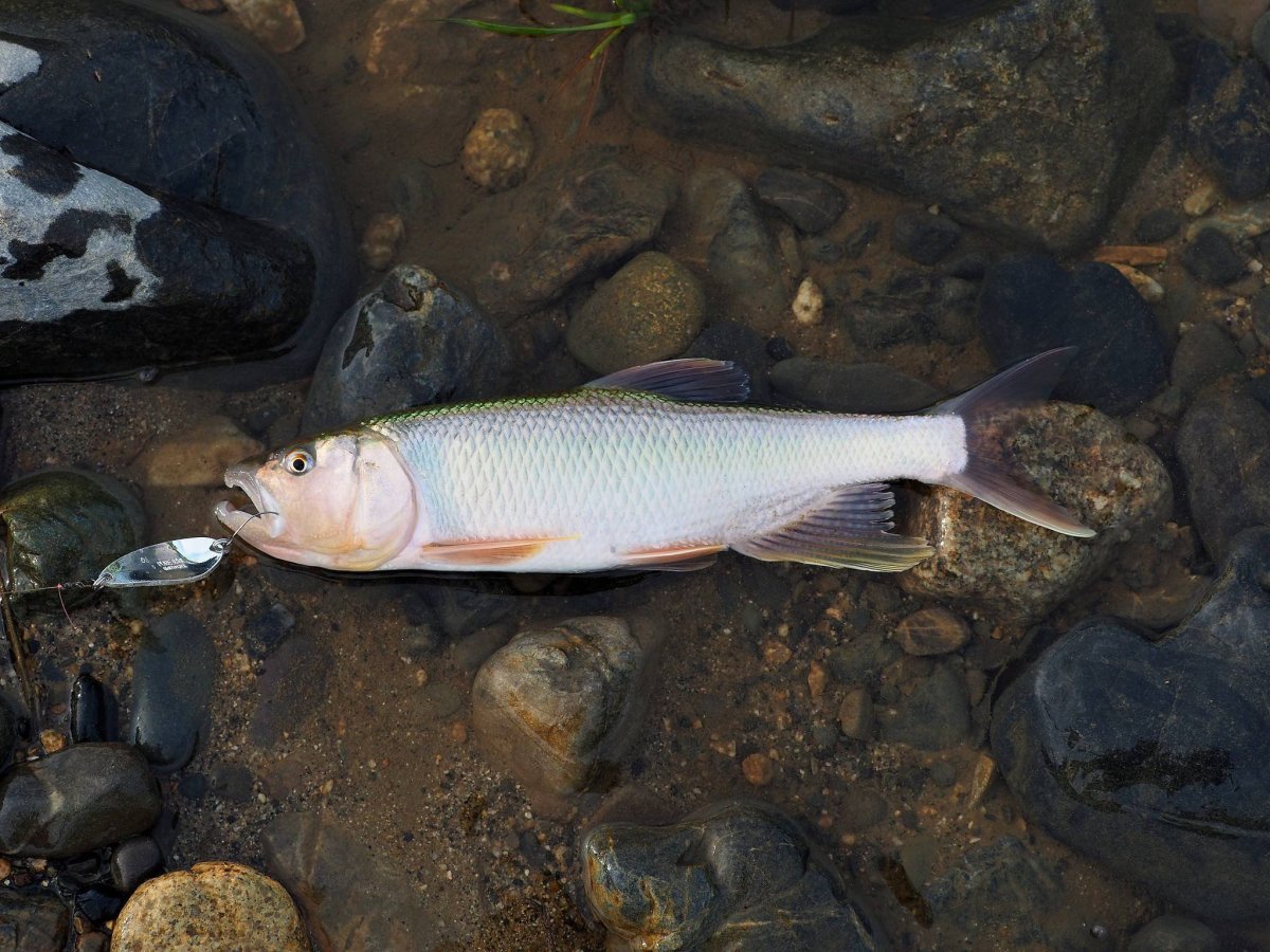 Амурский троегуб Трегубка