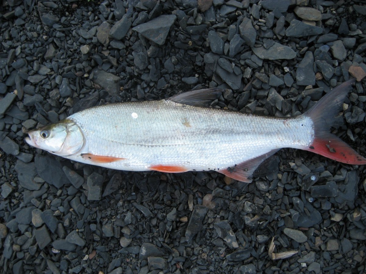 Рыба плеть Амурская