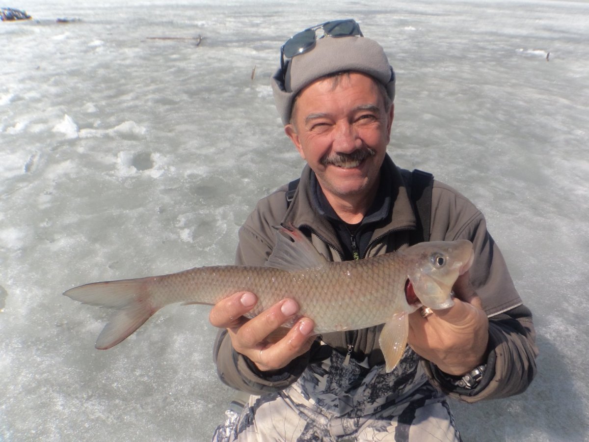 Рыба конь Трегуб фото