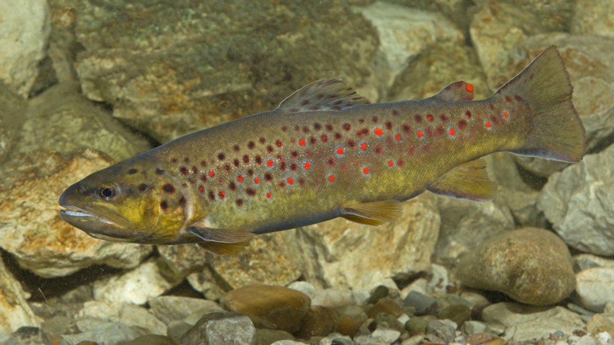 Salmo trutta caspius