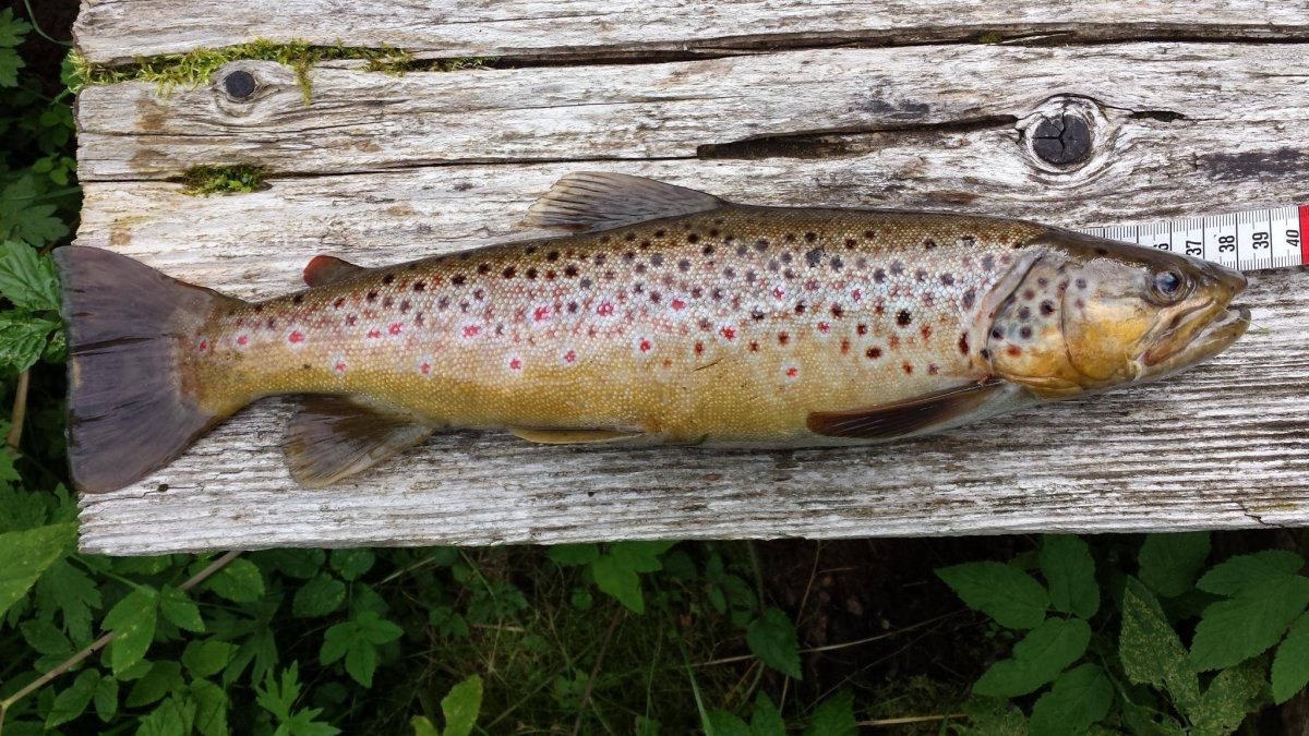 Горно ручьевая форель