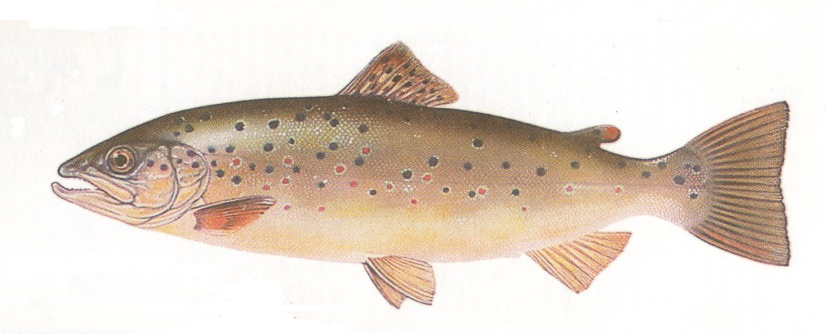 Кумжа ручьевая форель