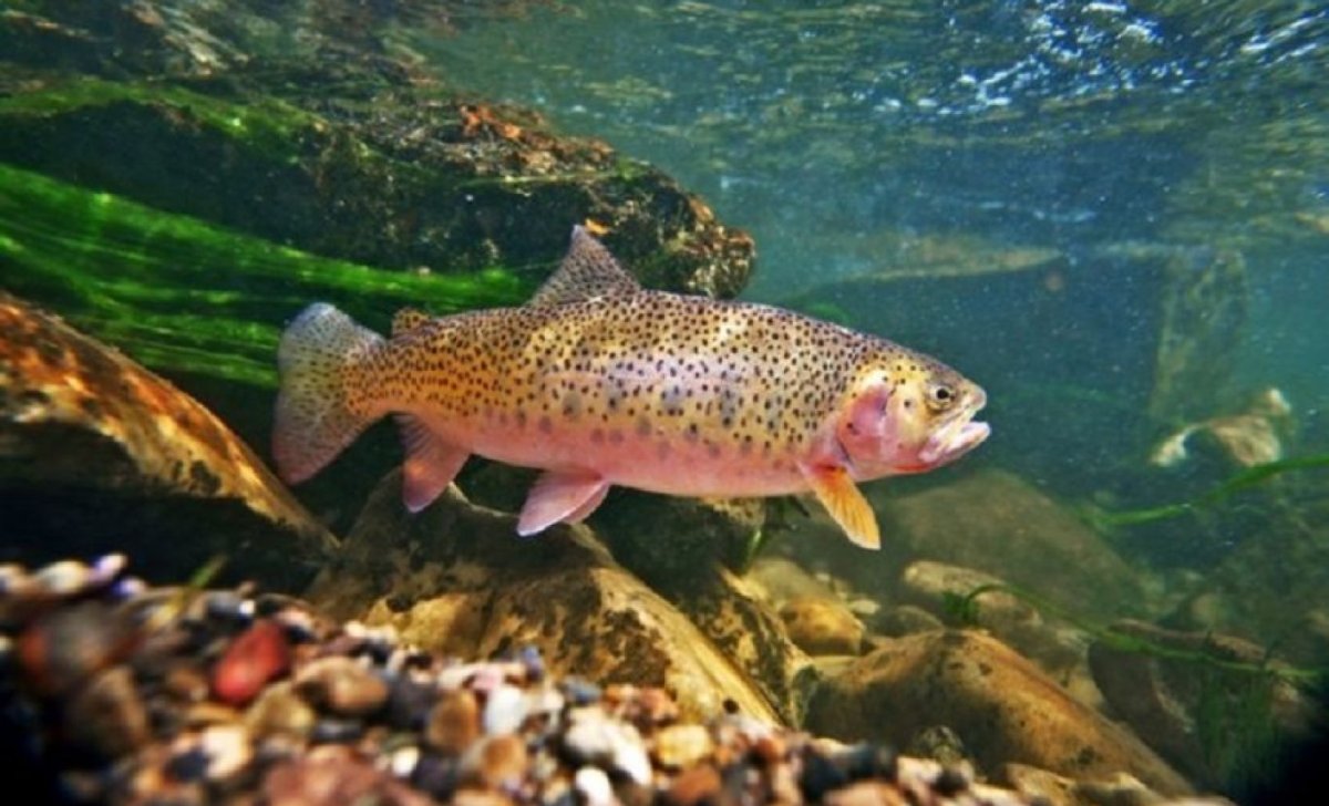 Кумжа ручьевая форель