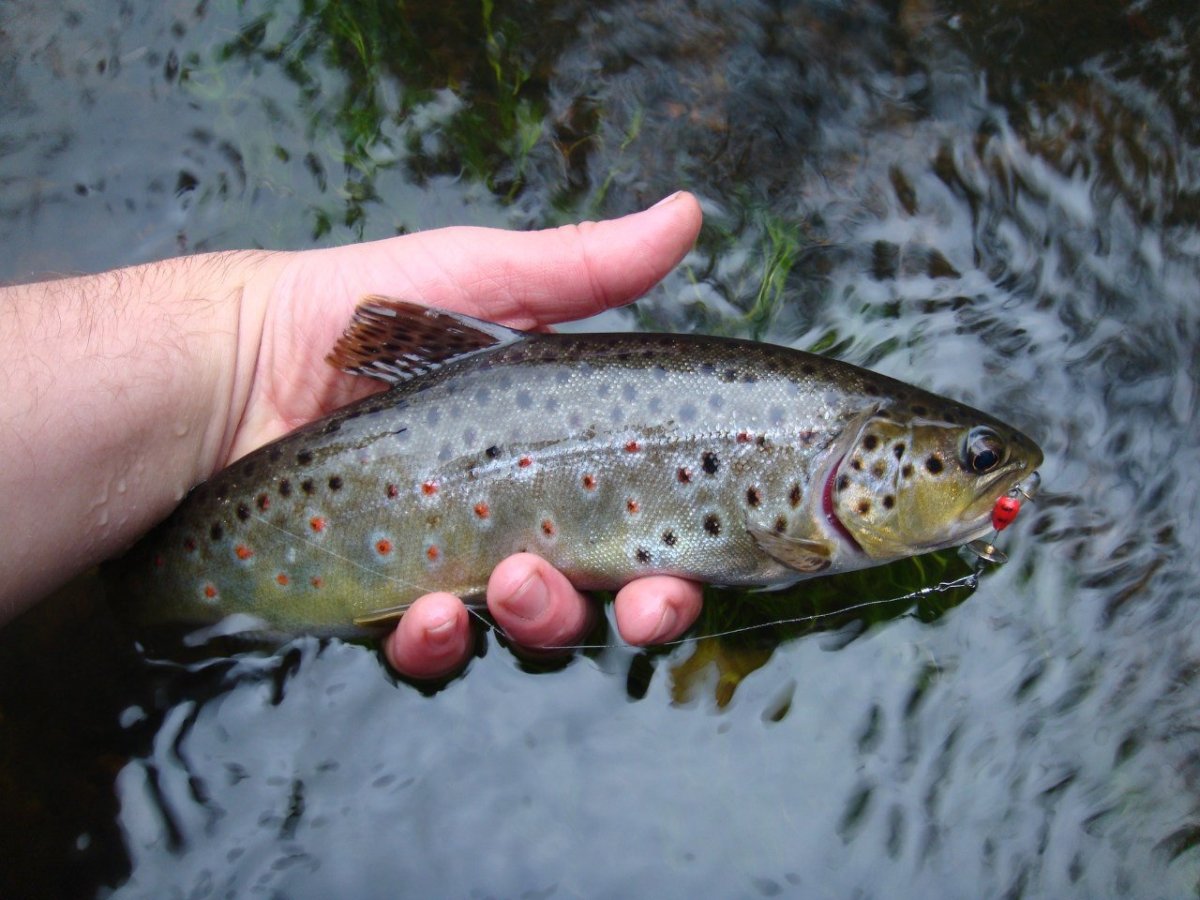 Форель пеструшка