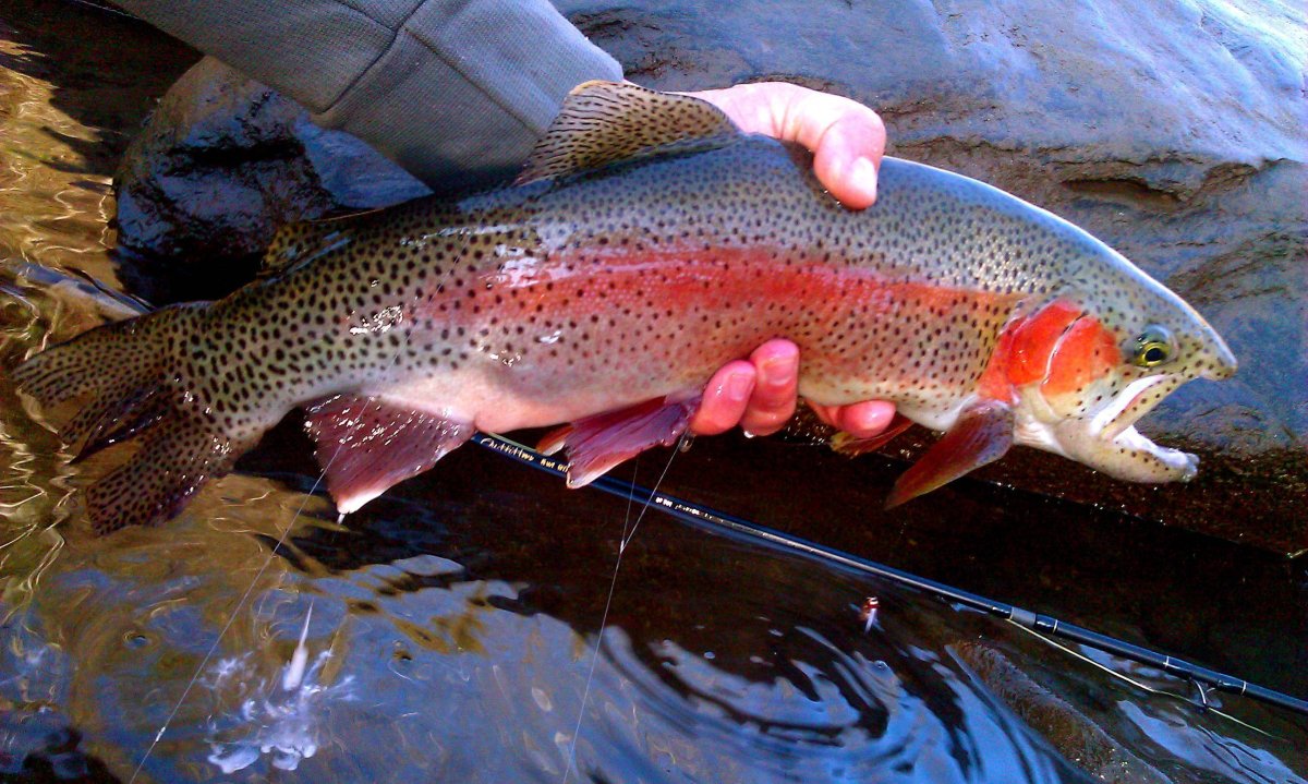 Микижа Радужная форель