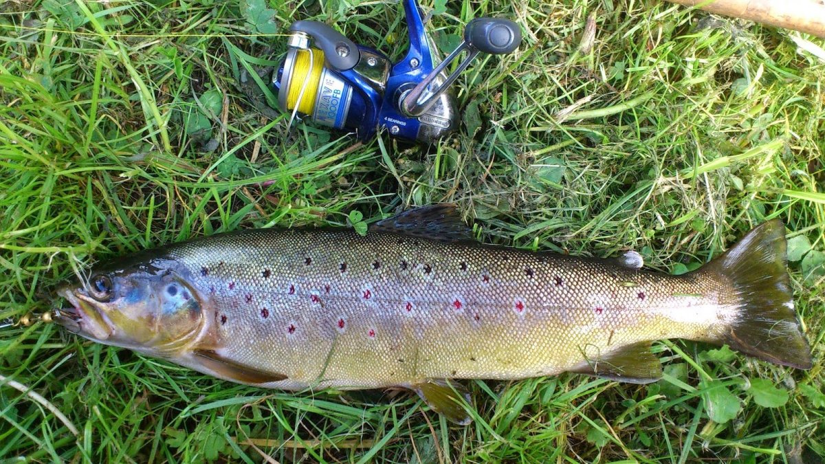 Ручейная форель