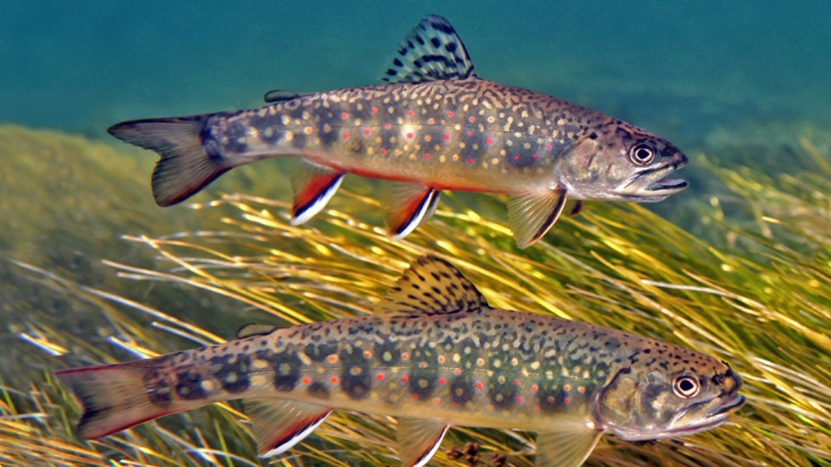 Ручьевая форель