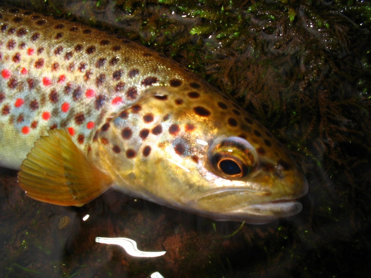 Форель пеструшка
