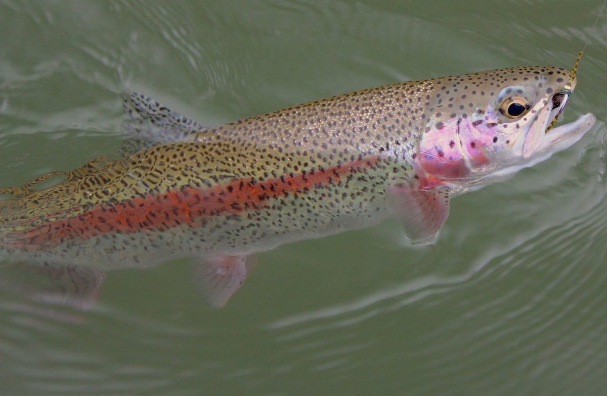 Микижа Oncorhynchus mykiss