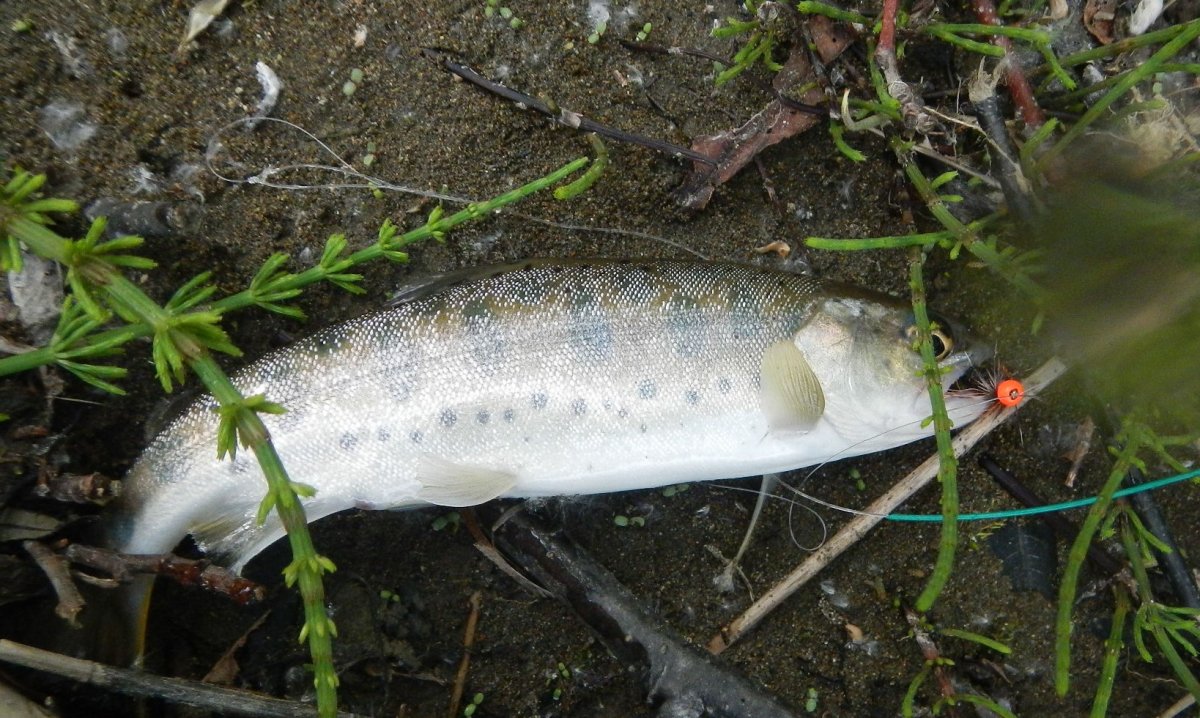 Уловистые мушки на пеструшку