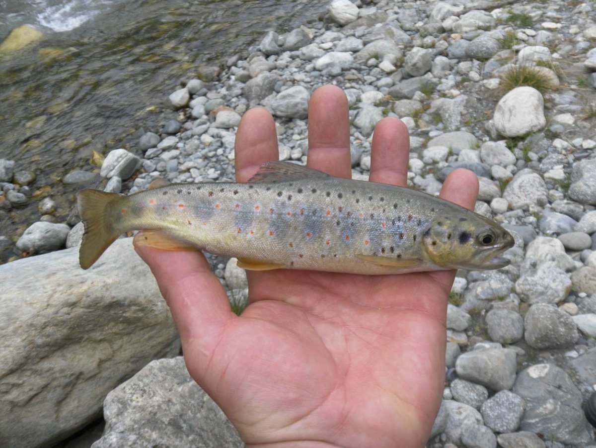 Ручьевая форель пеструшка