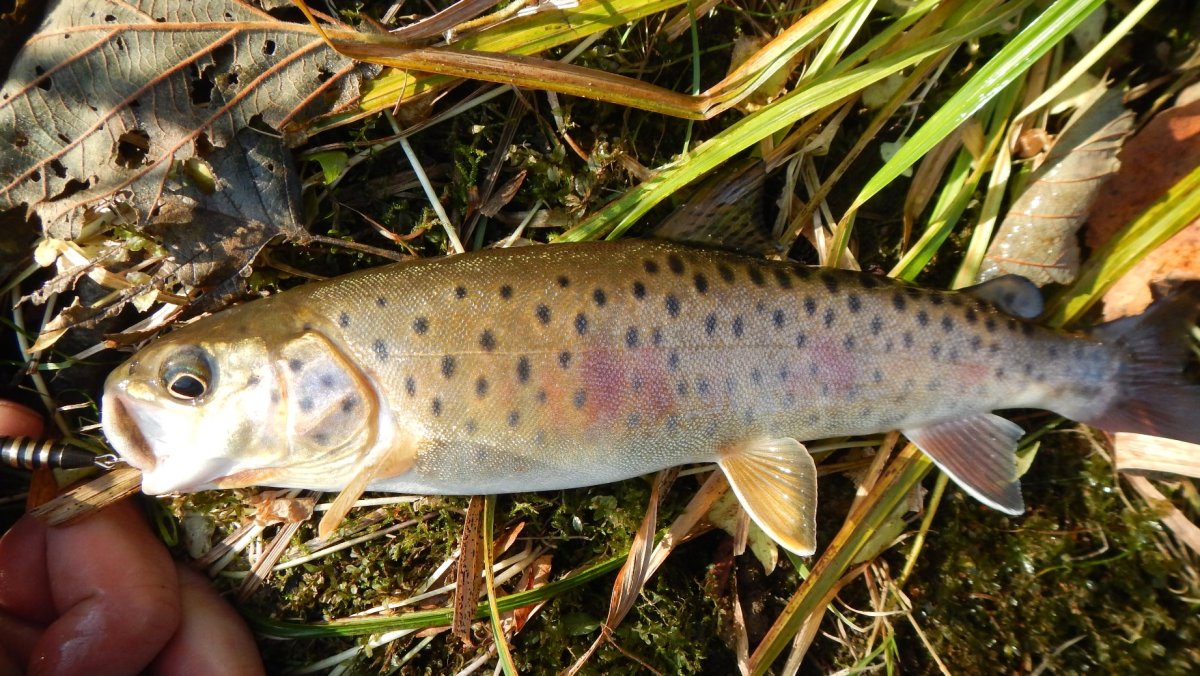Пеструшка рыба Приморский край фото