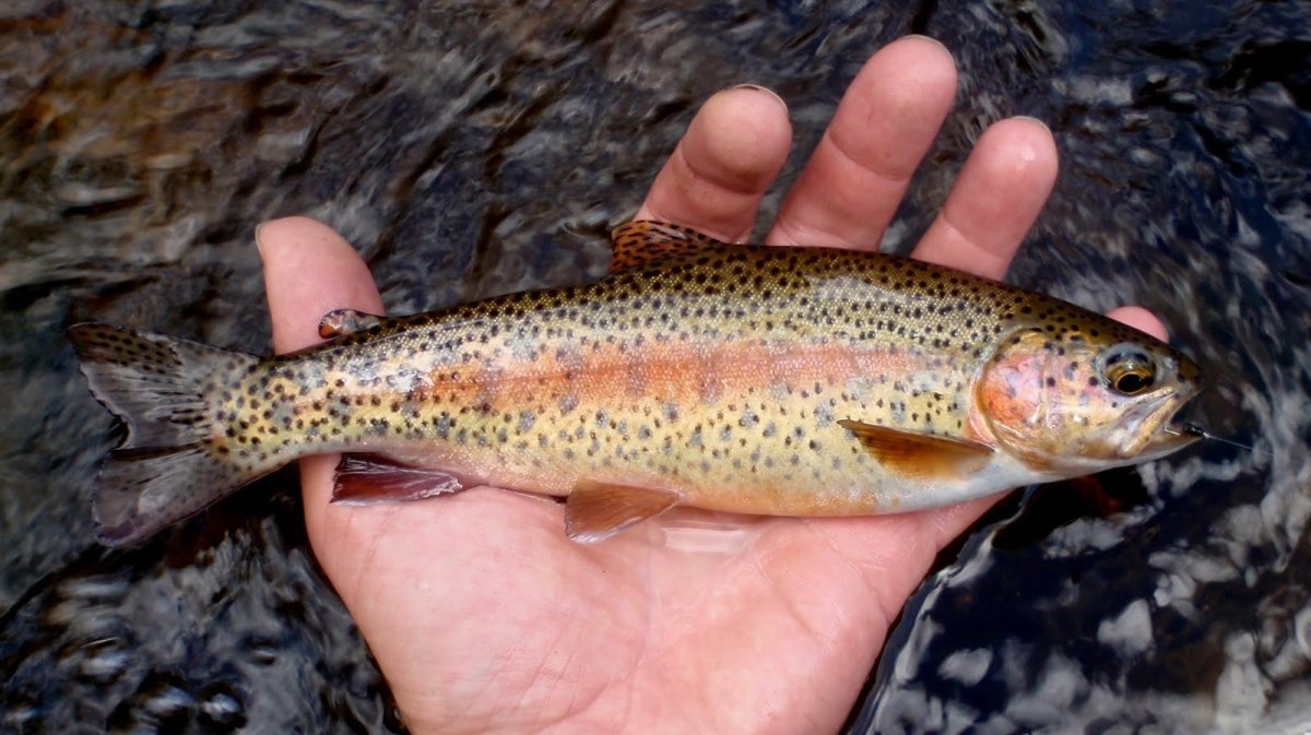 Эйзенамская форель