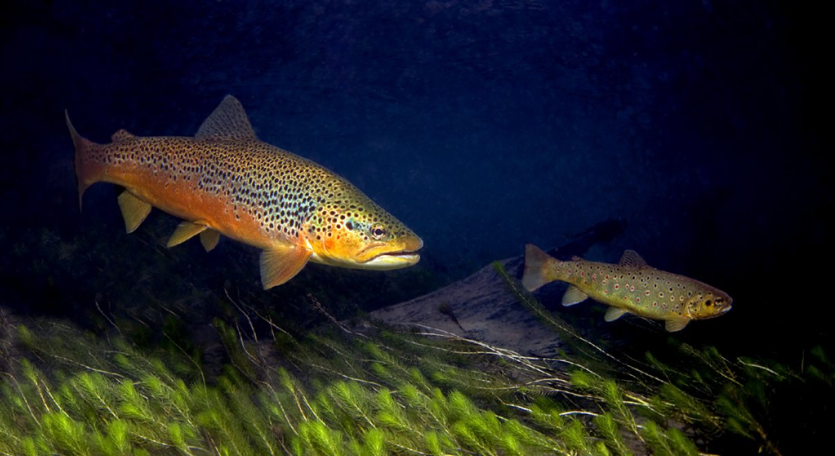 Форель кумжа