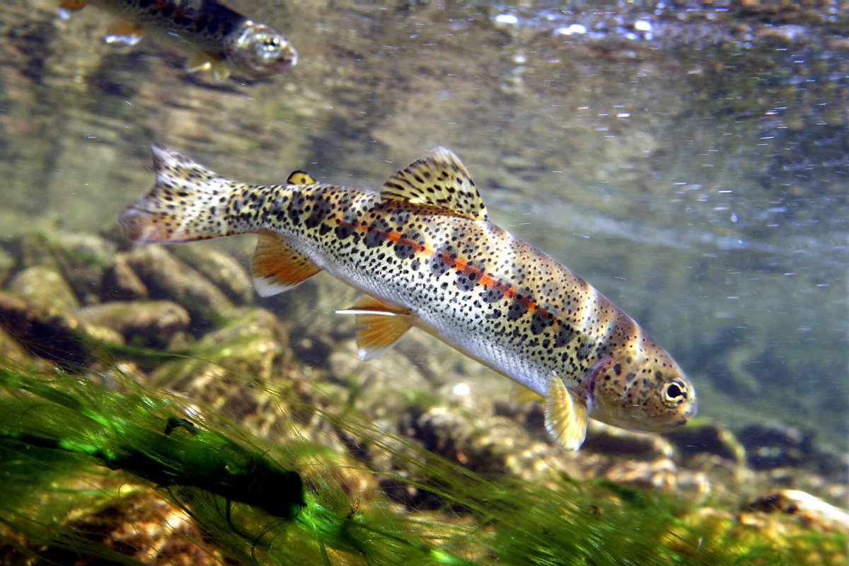 Форель в аквариуме