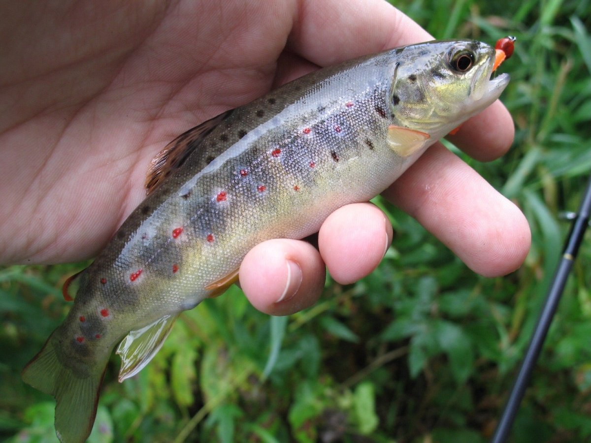 Ручьевая форель пеструшка