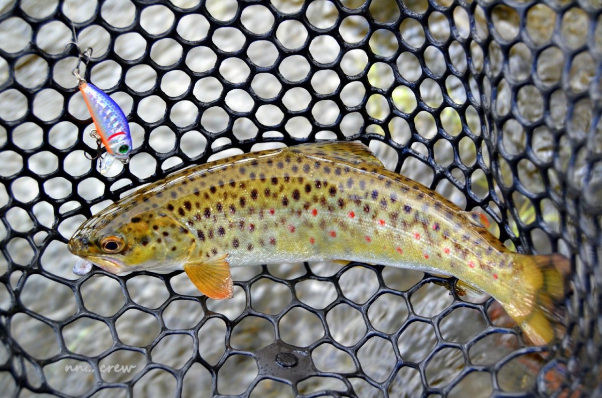 Владивосток рыба пеструшка