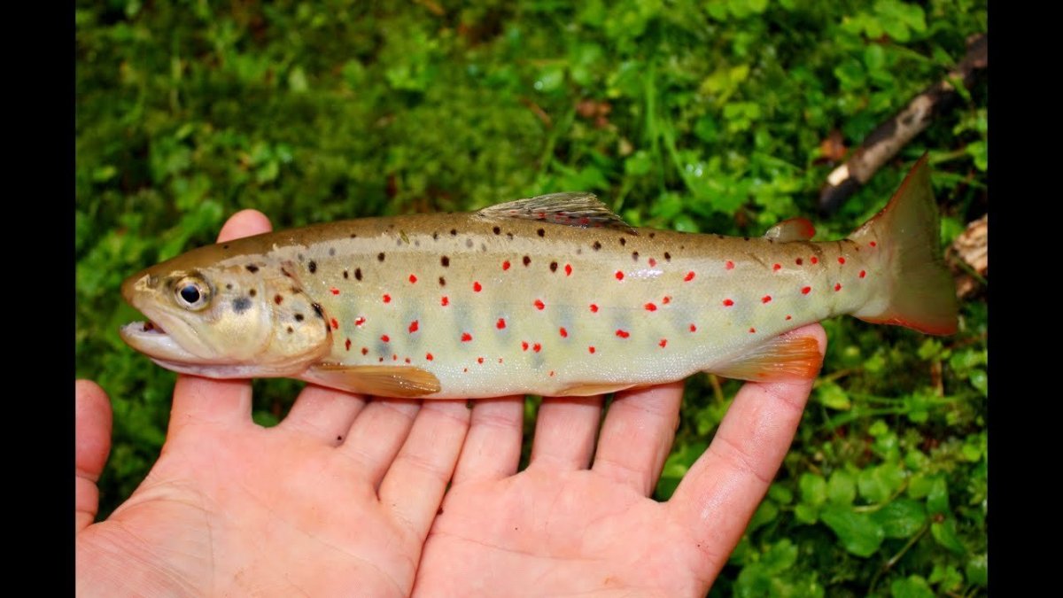 Горно ручьевая форель