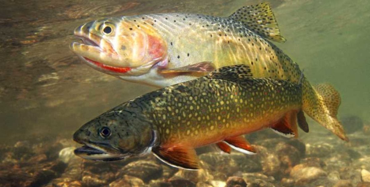 Форель Королевская рыба