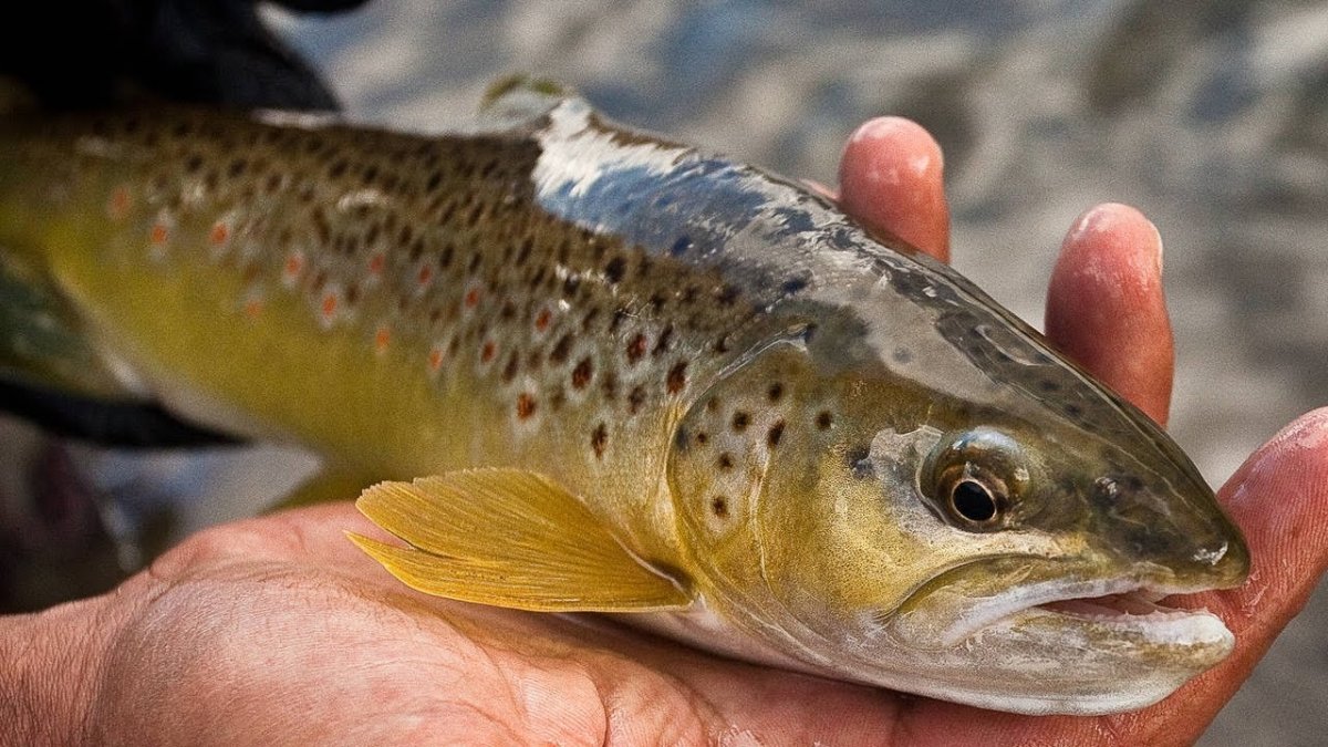 Голец Даватчан