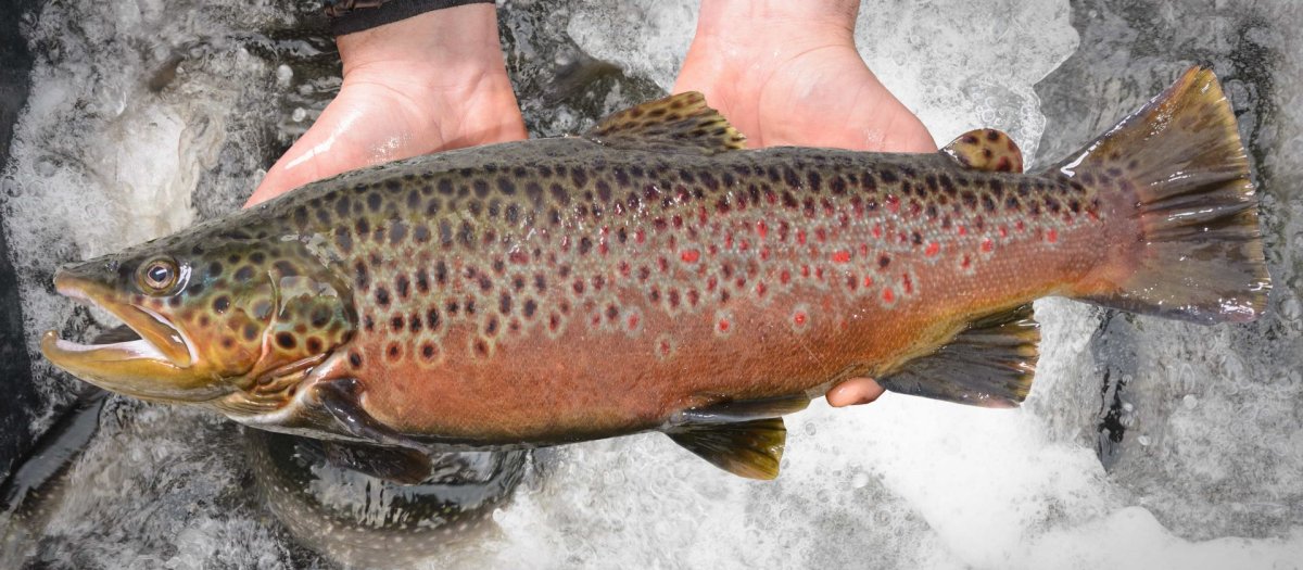 Форель голец