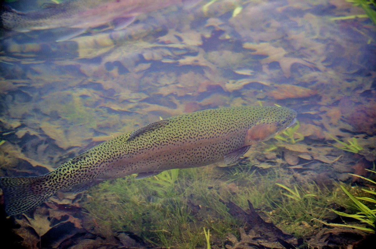 Турецкая плоскоголовая форель