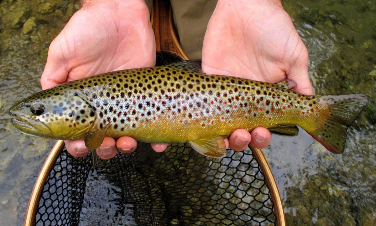 Каспийская кумжа