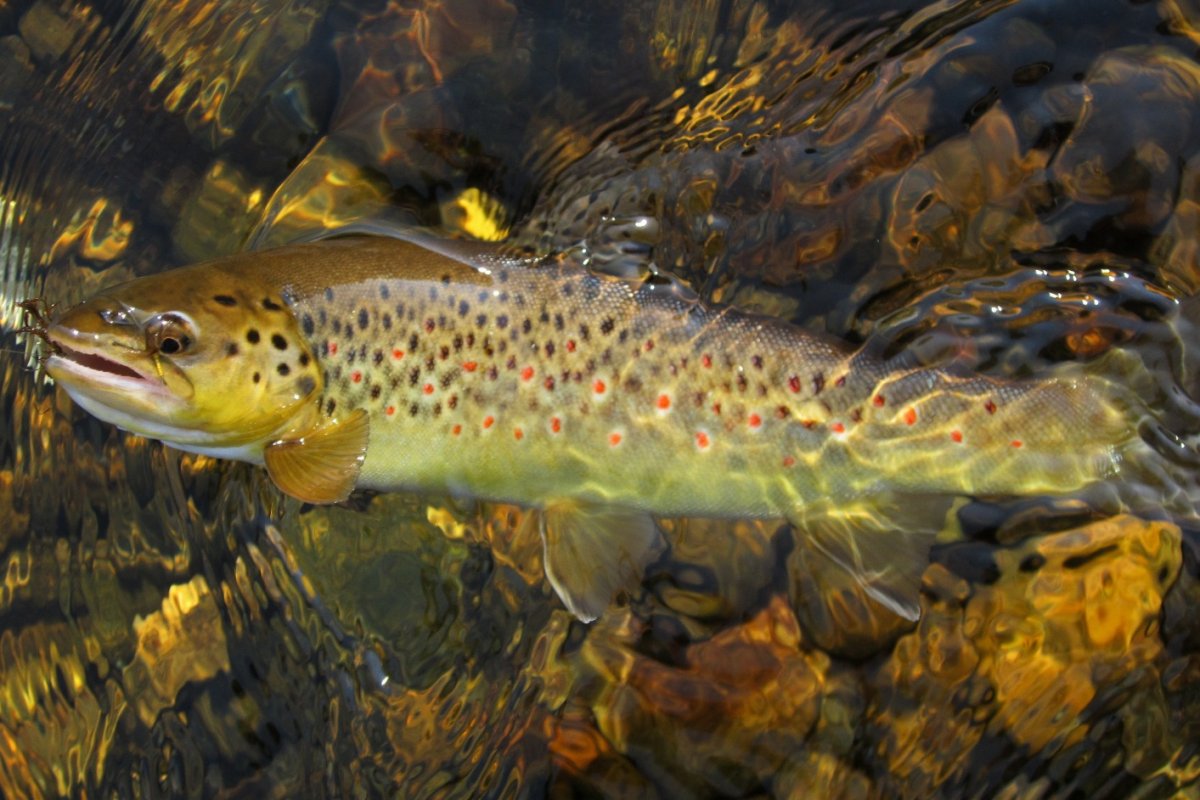 Кумжа Балтийская и лосось