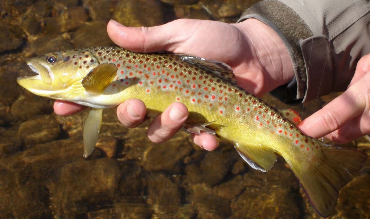 Радужная форель ручьевая