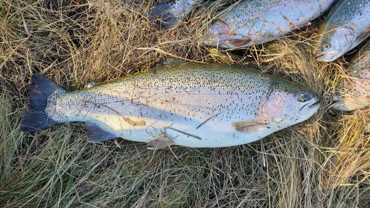 Изербельская форель
