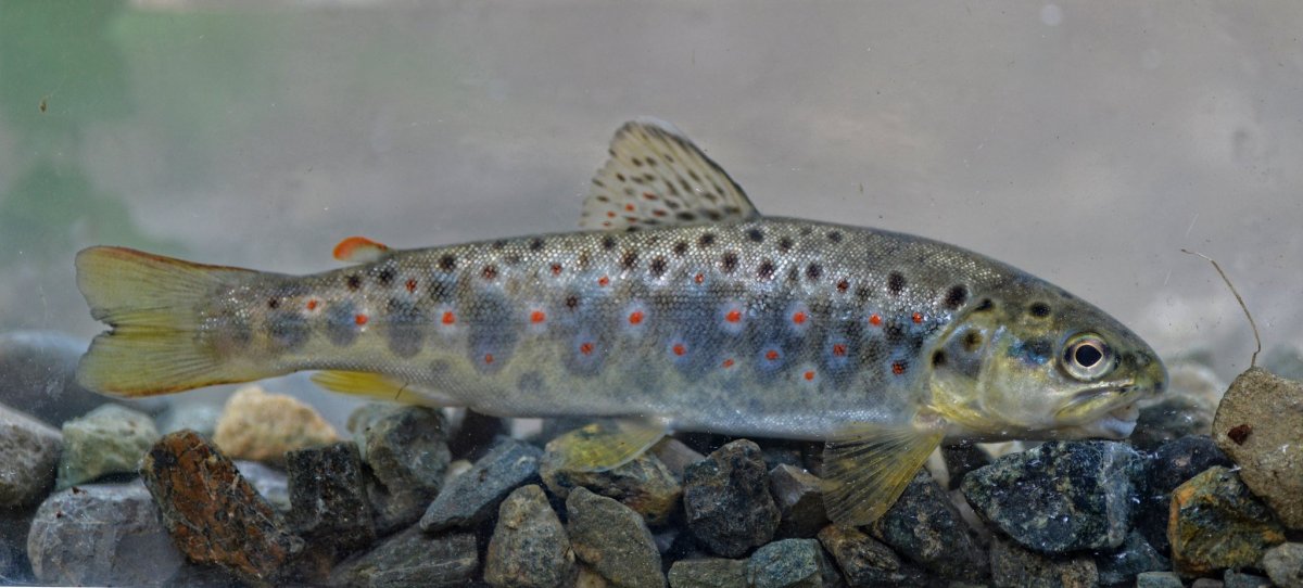 Ручьевая форель пеструшка