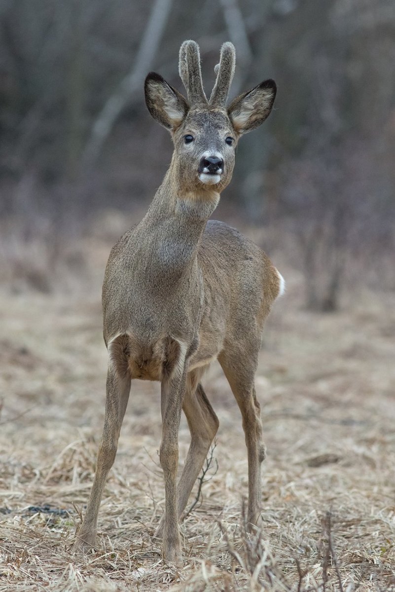 Сибирская косуля Гуран