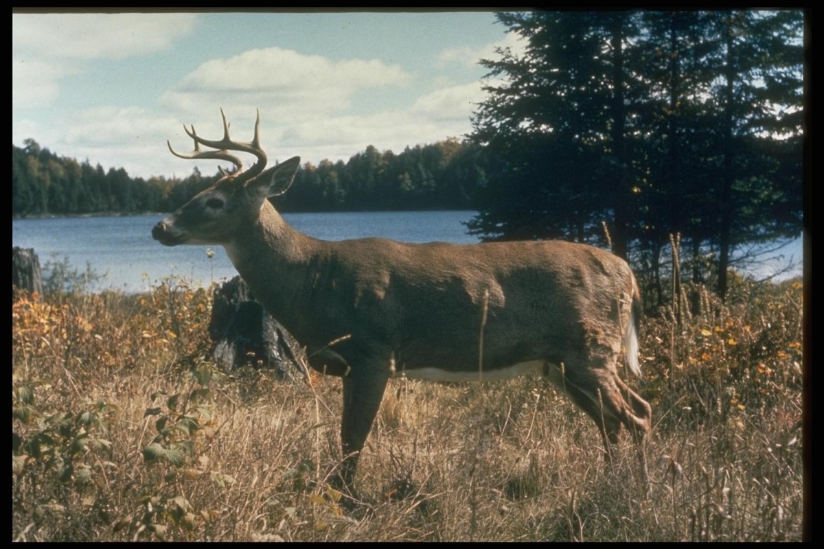 Гуран олень