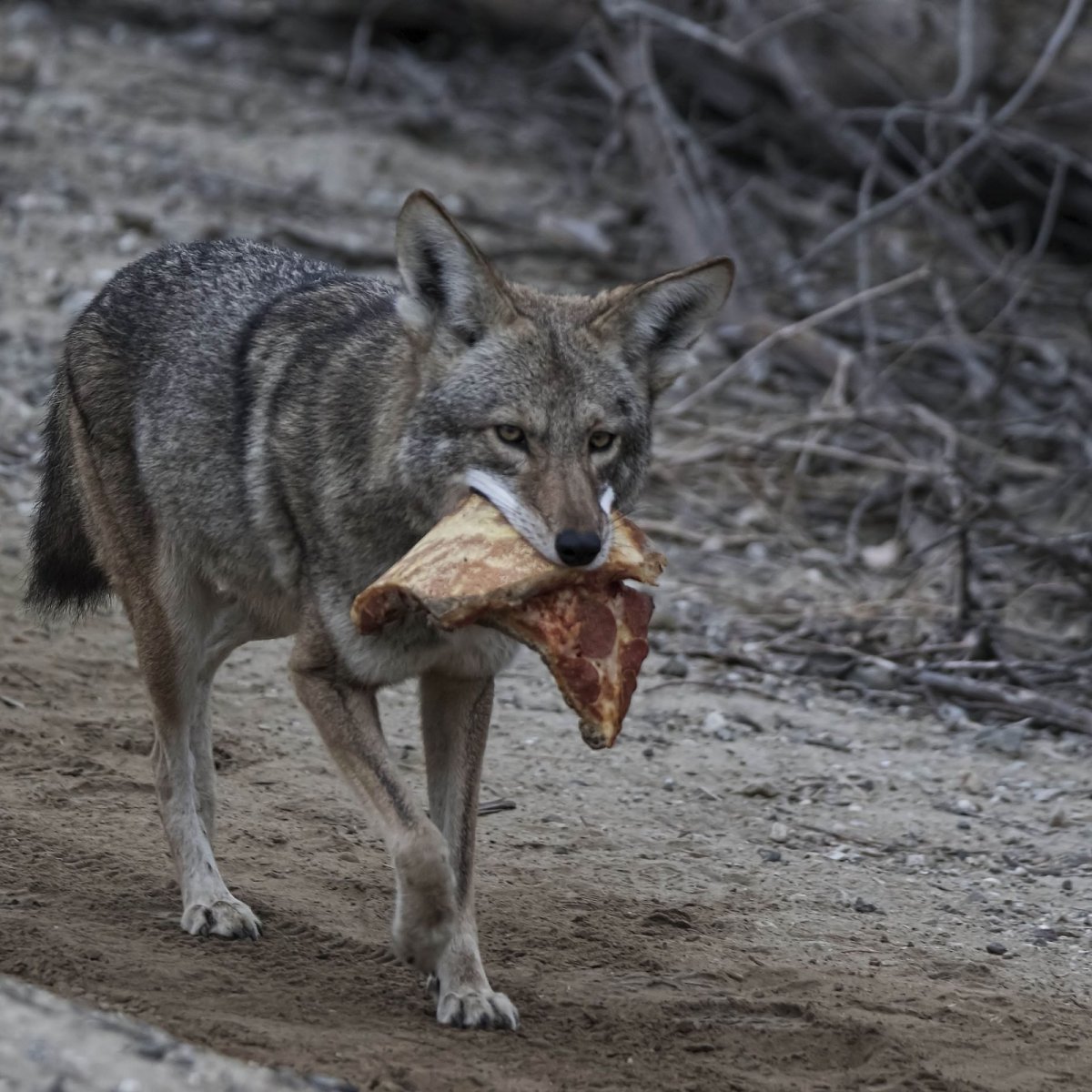 Койот ареал