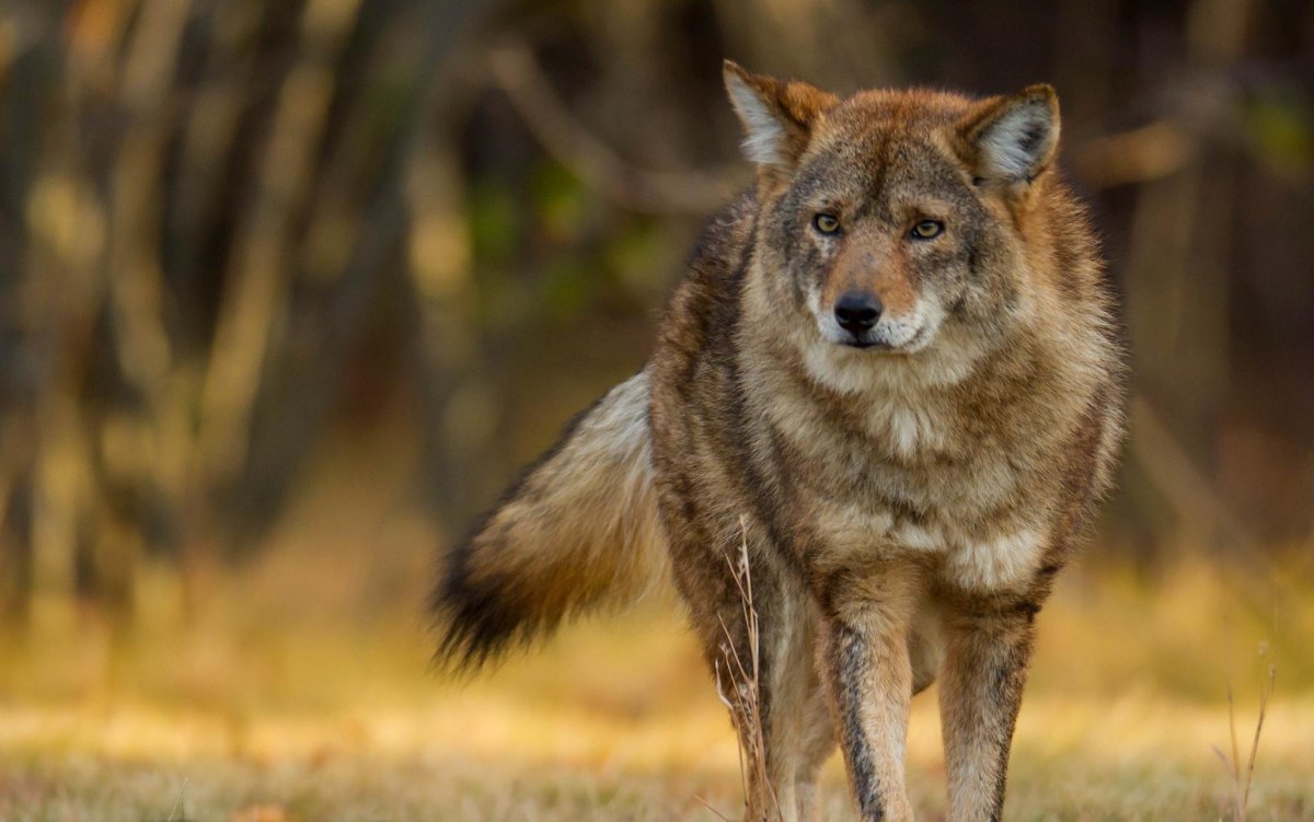Американский барсук и койот