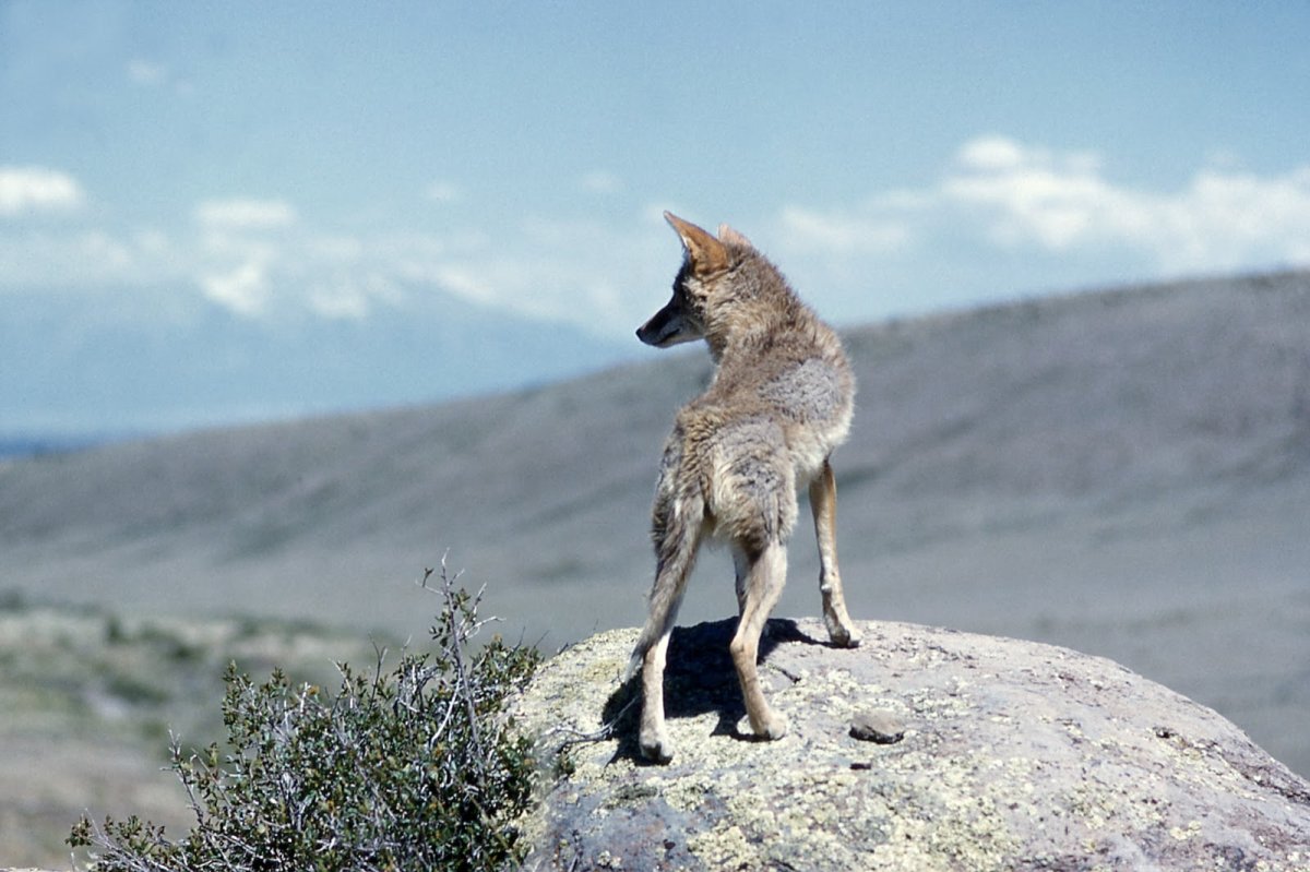 Хитрый койот в очках