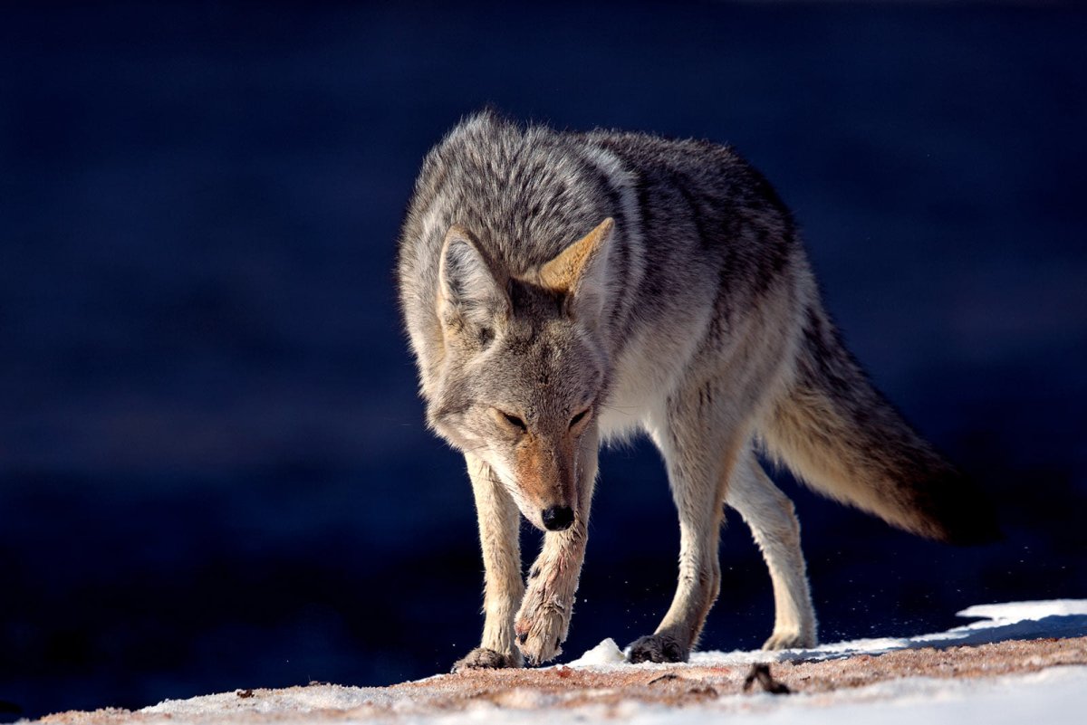 Койот и Шакал