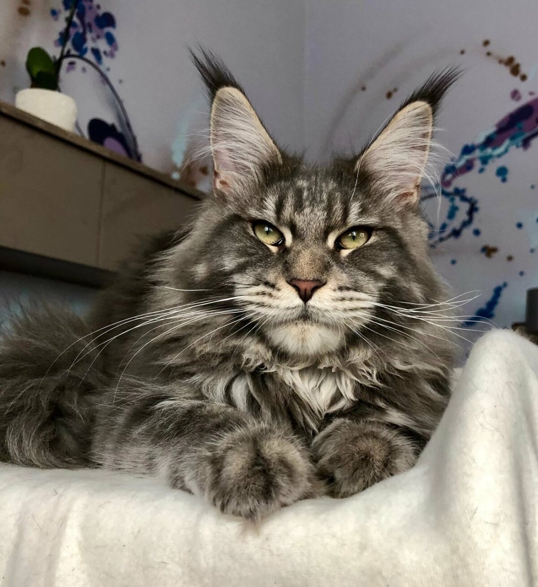 Камышовый Мейн кун