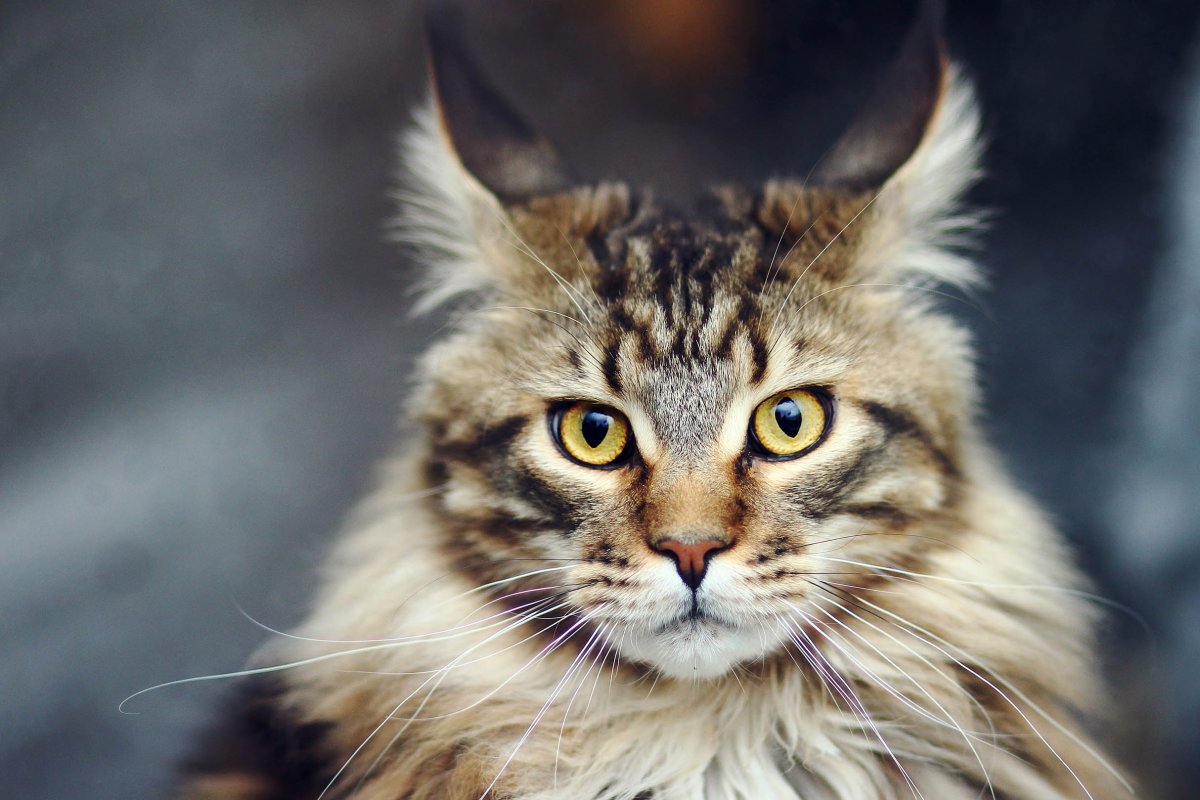 Кошки Мейн-кун фото