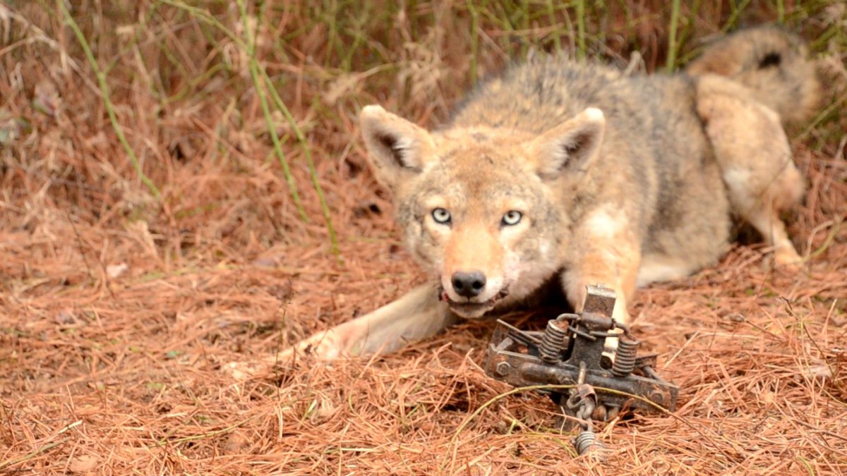Чучело волка "волк Акела"