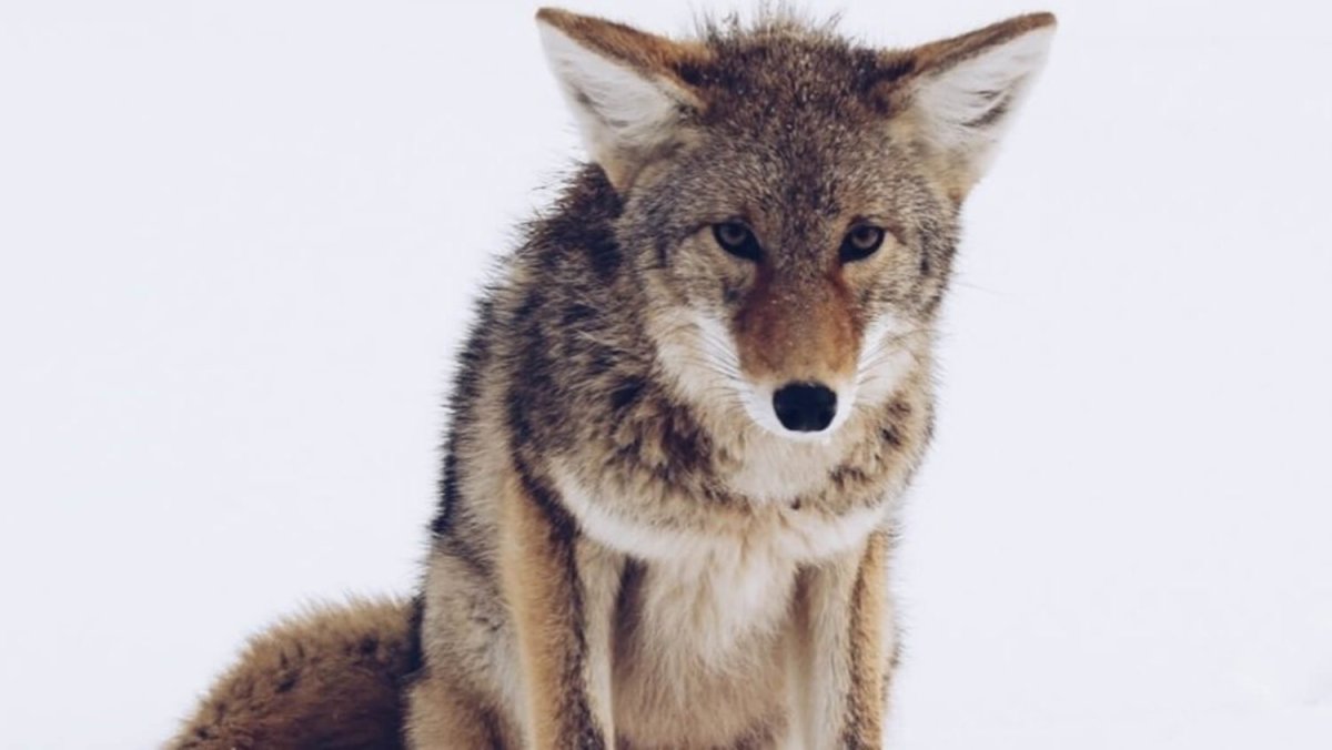 Старый койот