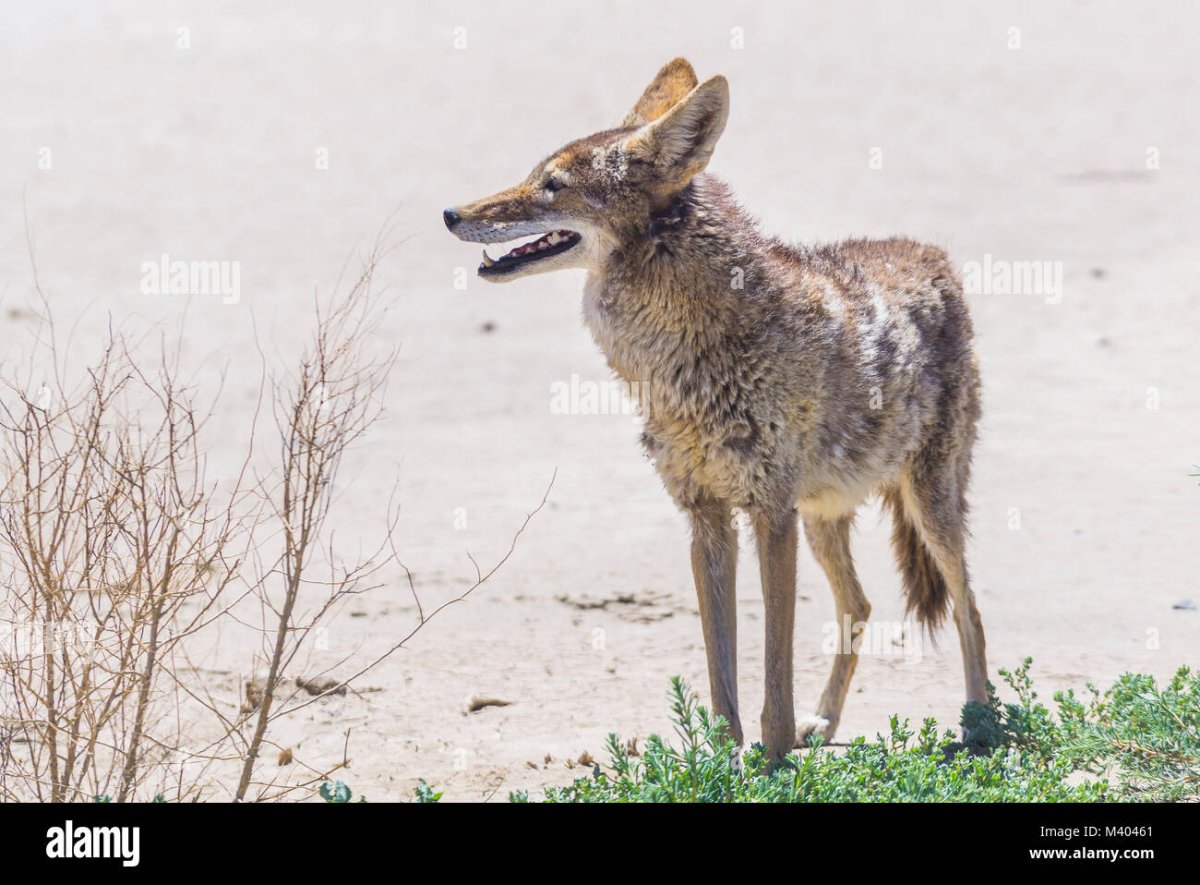 Живут ли Койоты в России