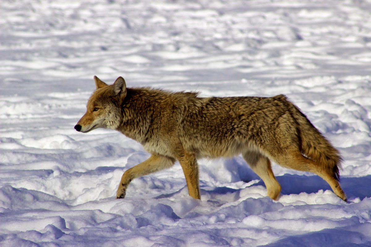 Шакал улыбается