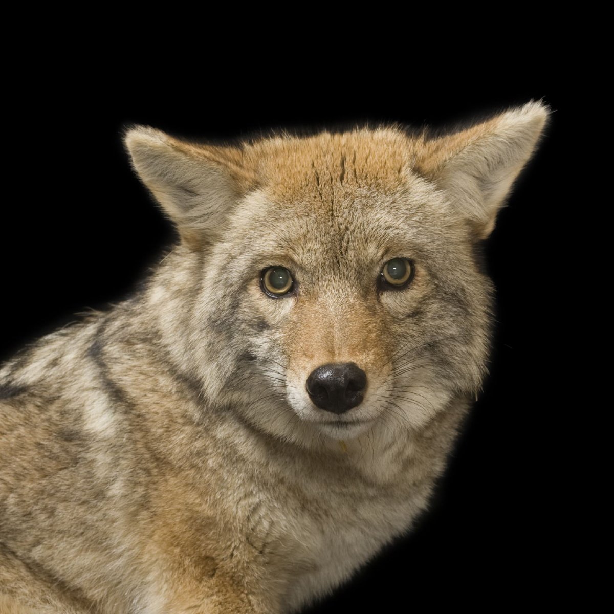 Стая койотов