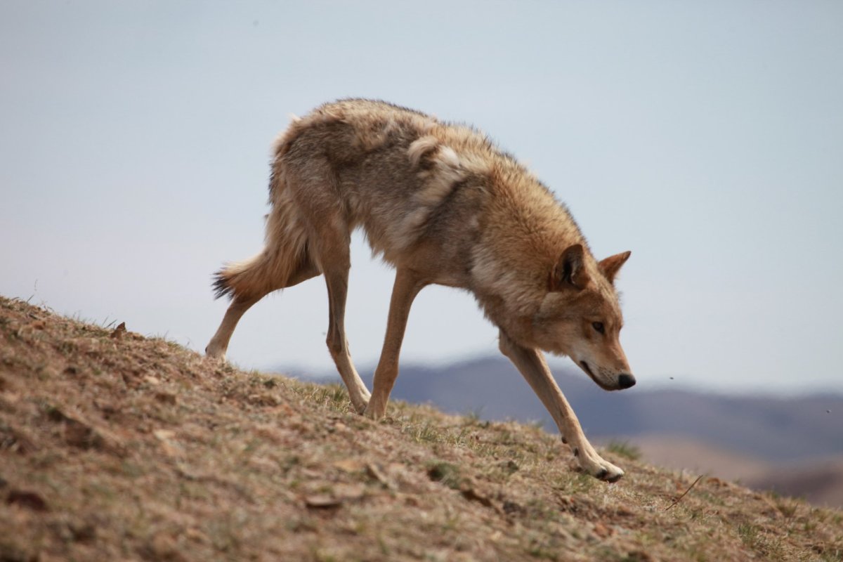 Реклама йота