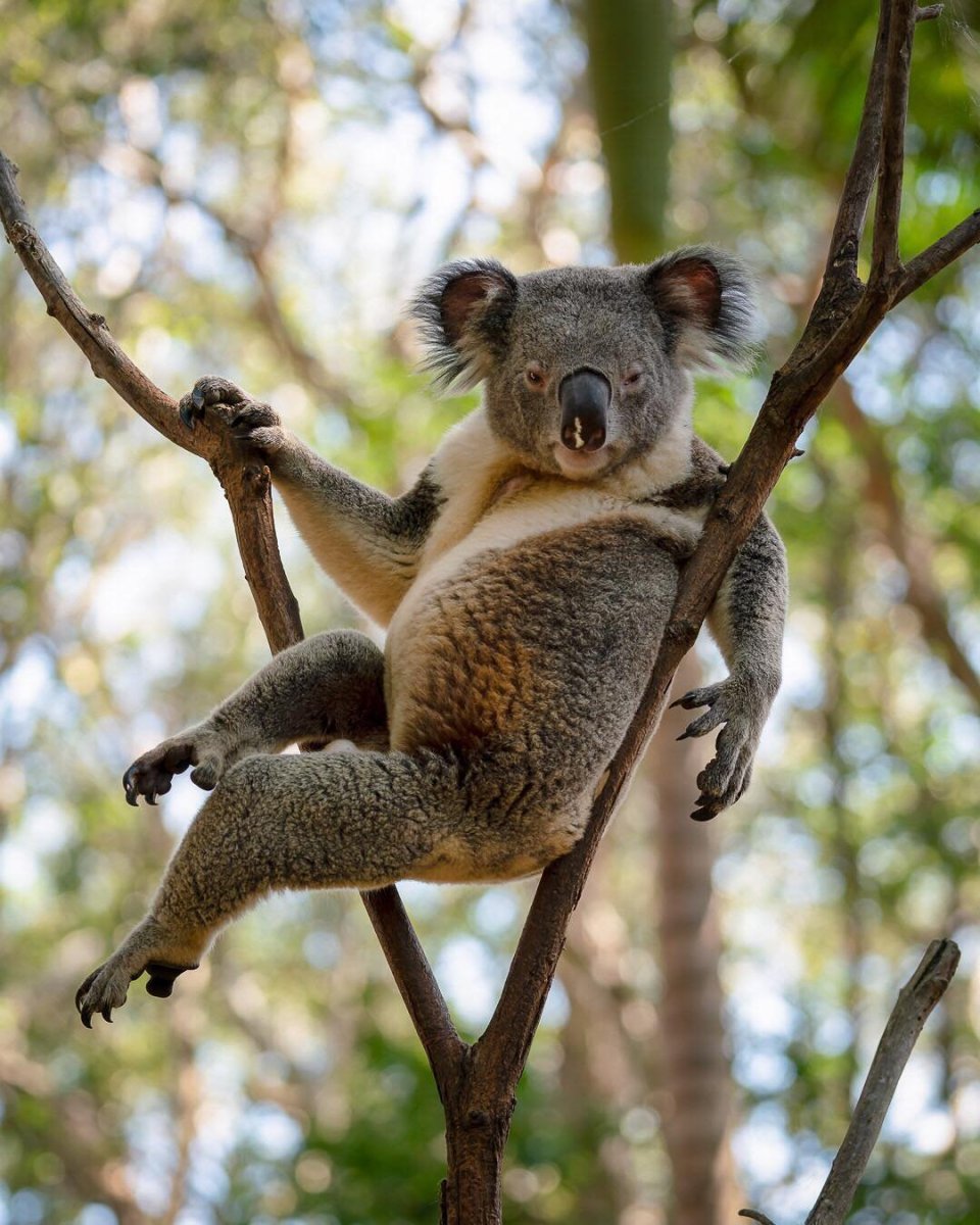 Мини кенгуру Квокка