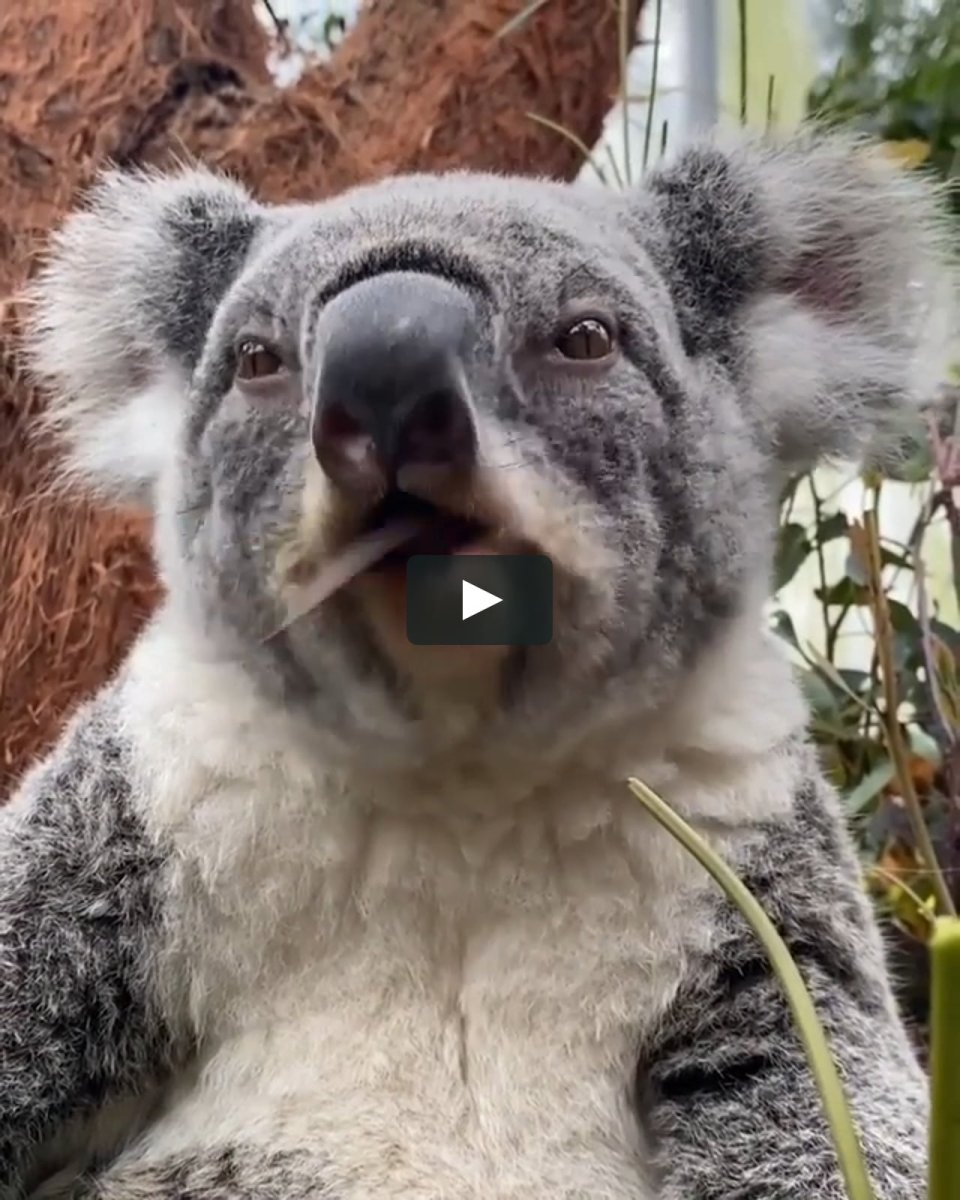 Малыш коала (the Outback)