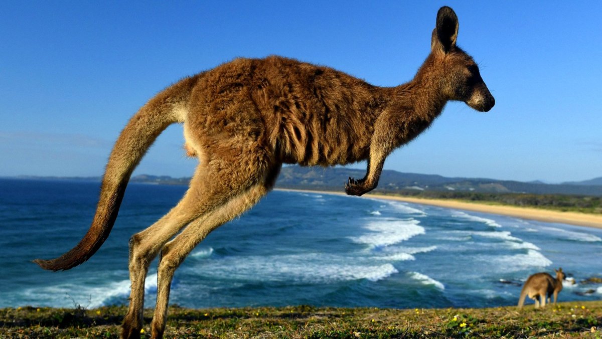 Кенгуру, животные