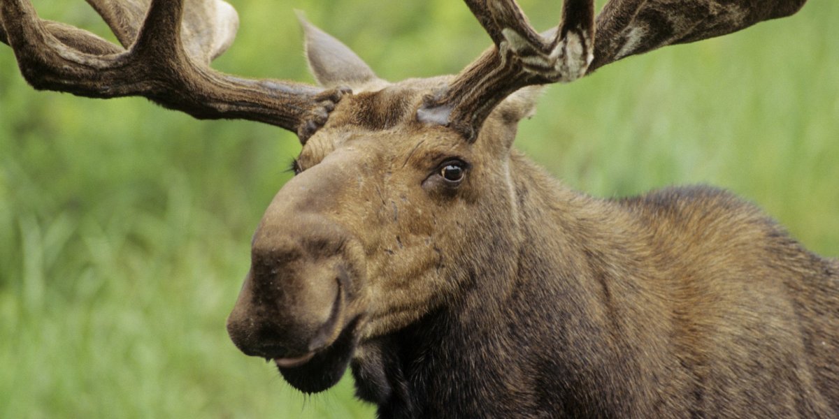 Красивый Лось