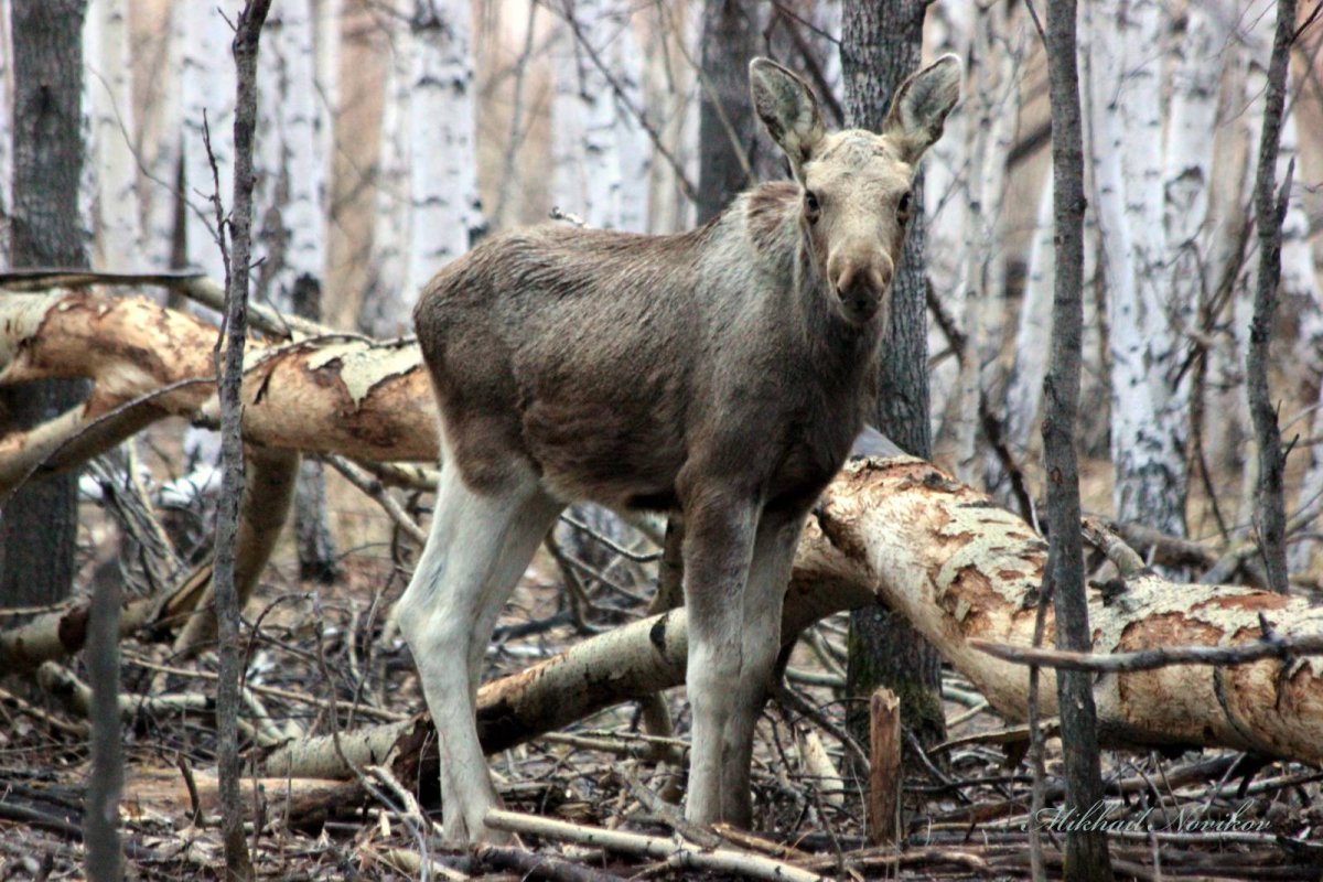 Лось в поле